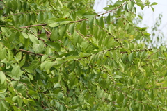 Bridelia montana