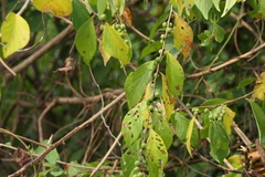 Bridelia montana