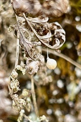 Cystopteris bulbifera