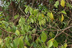 Bridelia montana
