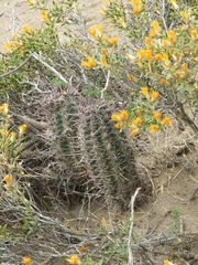 Austrocactus bertinii