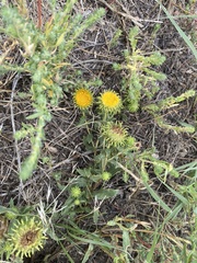 Grindelia subalpina