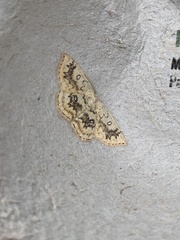 Cyclophora annularia