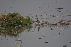 Metopidius indicus