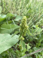 Amaranthus powellii