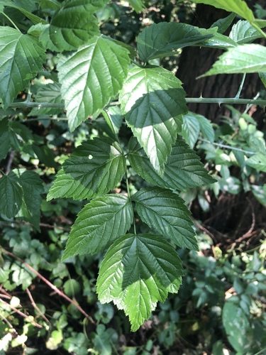 Rubus coreanus iNat (1)