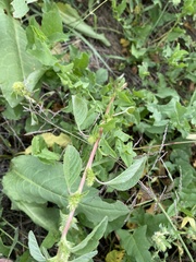 Amaranthus powellii