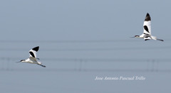 Recurvirostra avosetta