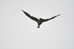 Milvus migrans