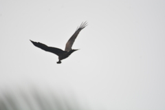 Milvus migrans