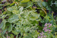 Hylotelephium spectabile