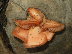 Rhodotus palmatus