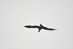 Milvus migrans