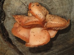 Rhodotus palmatus