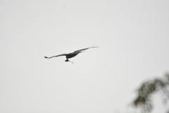 Milvus migrans