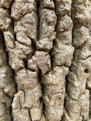 Phellodendron amurense