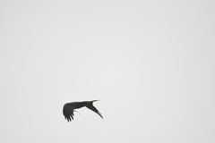 Milvus migrans
