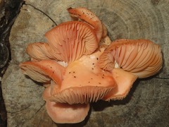 Rhodotus palmatus