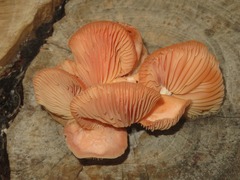 Rhodotus palmatus