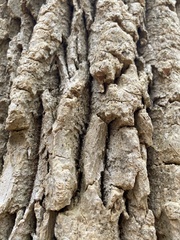 Phellodendron amurense