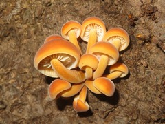 Flammulina velutipes