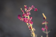 Anabasis articulata