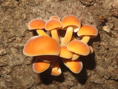 Flammulina velutipes
