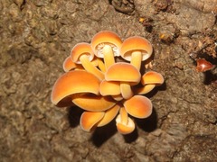 Flammulina velutipes