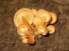 Flammulina velutipes
