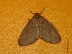 Operophtera brumata