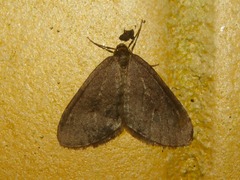 Operophtera brumata