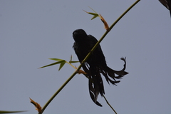 Dicrurus macrocercus