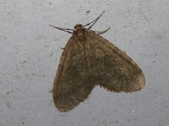 Operophtera brumata