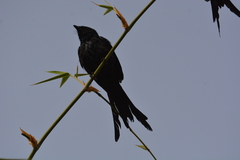 Dicrurus macrocercus