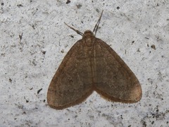 Operophtera brumata
