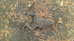 Hoplobatrachus occipitalis