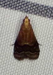 Eulogia ochrifrontella