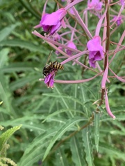 Dolichovespula saxonica