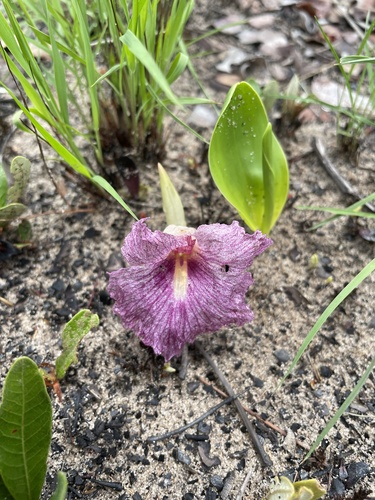 Siphonochilus puncticulatus image