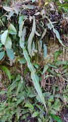 Baccharis genistelloides