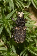 Platyrhinus resinosus