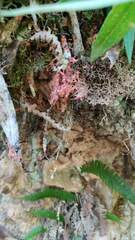 Herpothallon rubrocinctum