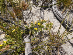 Aspalathus marginata