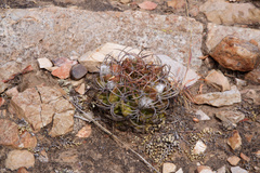 Echinopsis obrepanda