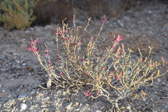 Anabasis articulata