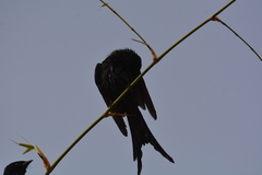 Dicrurus macrocercus
