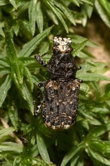 Platyrhinus resinosus