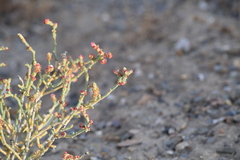 Anabasis articulata