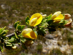 Aspalathus marginata