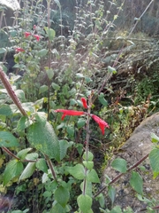 Salvia elegans